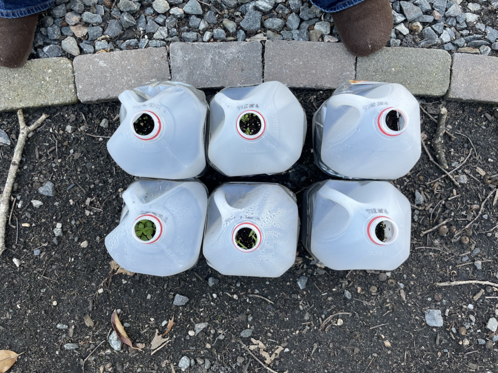 Milk jugs filled with dirt and seedlings