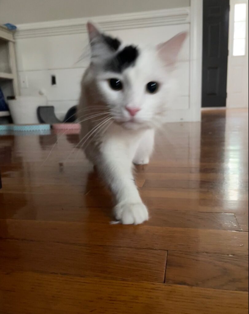 White cat walking towards camera