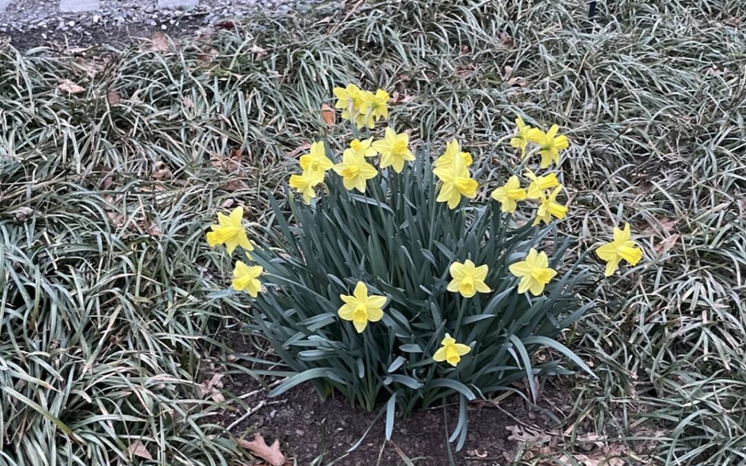 Yellow Daffodils surrounded by tall green grass with a stone pathway behind them.