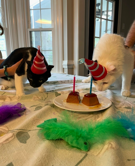 kittens wearing birthday hats, help behind wet cat food shaped as two birthday cakes with a candle in each