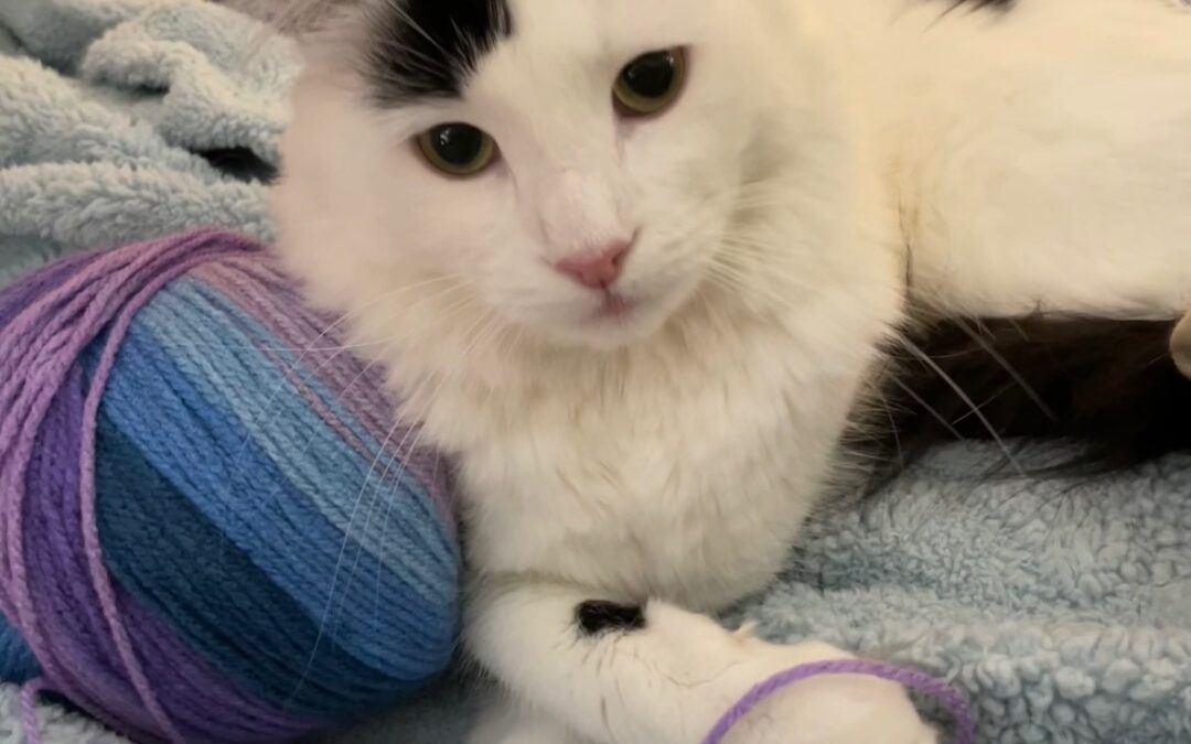 White fluffy cat with black spots and a multicolor ball of yarn