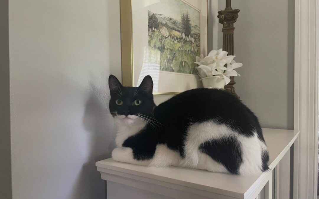 Black and white cat loafing on a cabinet