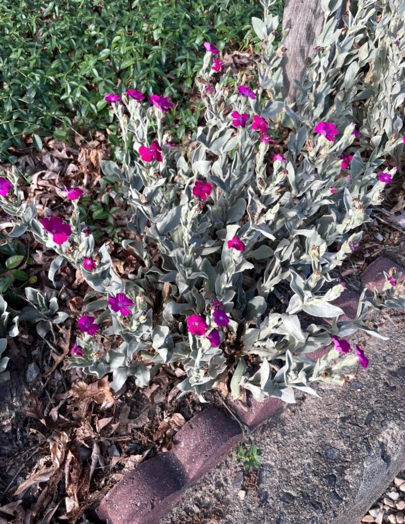Green plants with little pink flowers 
