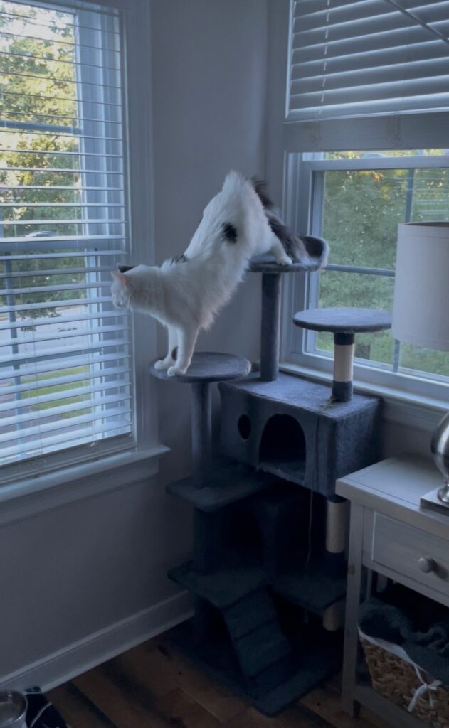 White cat with black markings on a grey cat tree looking out a window
