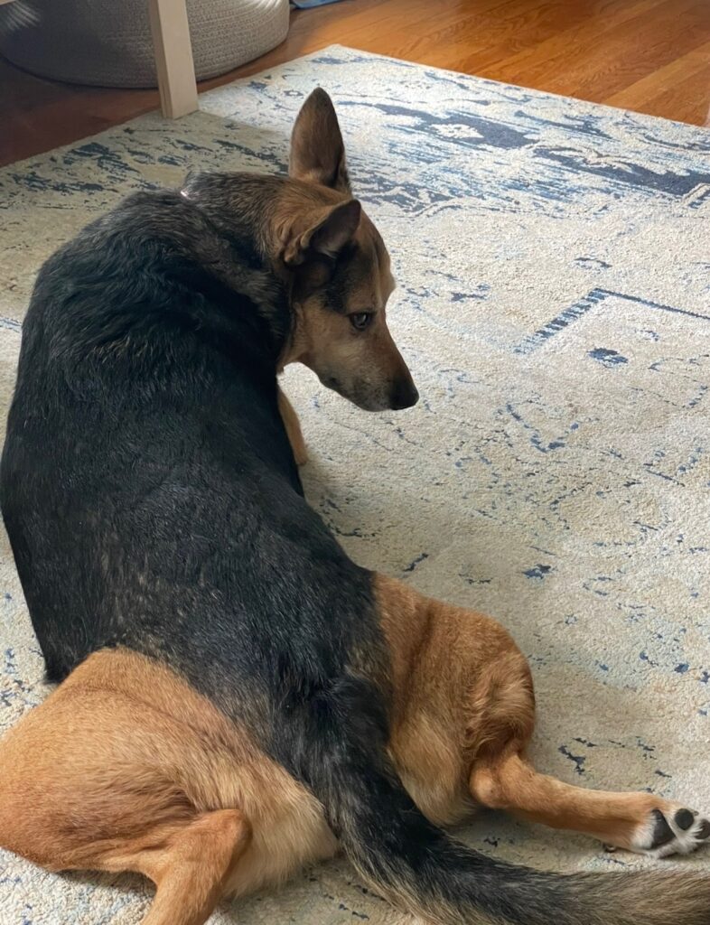 German Shepherd mix dog lying on a rug, looking over her shoulder 