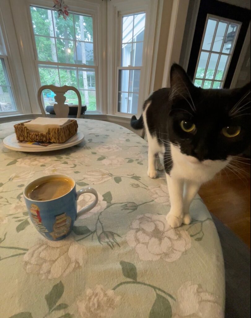 A mug of coffee and a cat on a kitchen table 