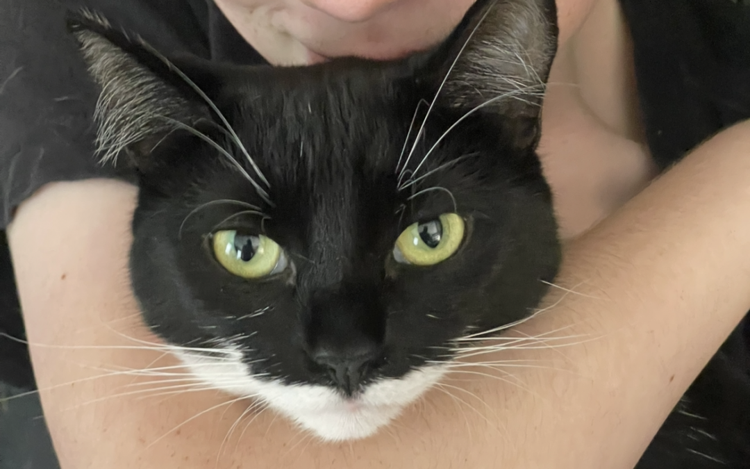 Black and white cat held by a person