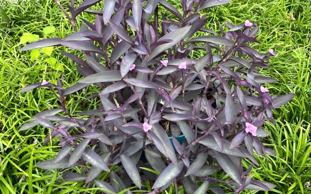 Purple plant surrounded by tall green grass