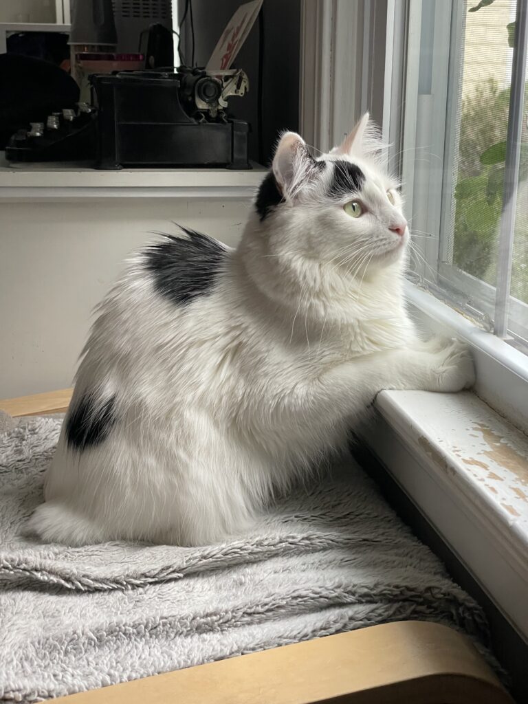 White and black cat looking out a window