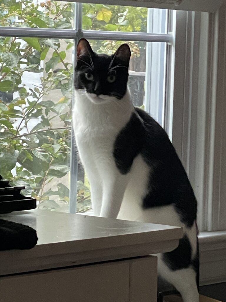 Black and white cat looking at the camera