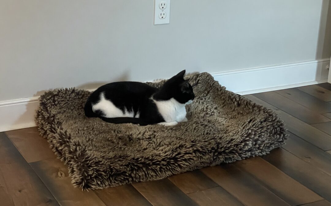 Black and white cat on a furry brown blanket
